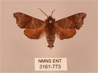 楓天蛾藏品圖，第1張