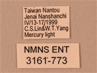 楓天蛾藏品圖，第3張