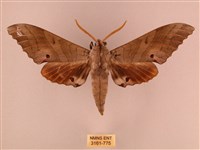 栗六點天蛾藏品圖，第1張