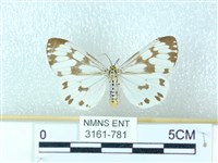 粉蝶燈蛾藏品圖，第1張