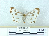 粉蝶燈蛾藏品圖，第2張