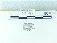 粉蝶燈蛾藏品圖，第3張