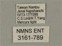 全緣缺角天蛾藏品圖，第3張