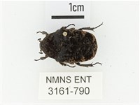 橙斑花金龜藏品圖，第1張