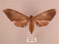 直翅六點天蛾藏品圖，第1張