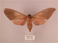 直翅六點天蛾藏品圖，第2張