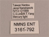 直翅六點天蛾藏品圖，第3張