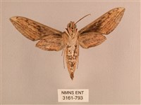 背線天蛾藏品圖，第2張