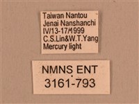 背線天蛾藏品圖，第3張