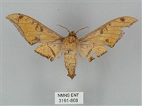 裂斑鷹翅天蛾藏品圖，第2張