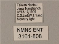 裂斑鷹翅天蛾藏品圖，第3張