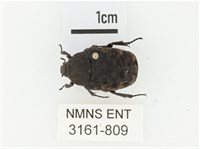 橙斑花金龜藏品圖，第1張