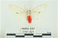 菊池污燈蛾藏品圖，第1張