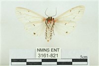 菊池污燈蛾藏品圖，第2張