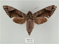 全緣缺角天蛾藏品圖，第1張