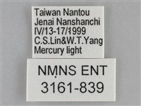 眉原褐刺蛾藏品圖，第3張