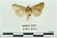 粉紅帶散紋夜蛾藏品圖，第2張