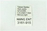 粉紅帶散紋夜蛾藏品圖，第3張