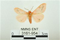 三條橙燈蛾藏品圖，第1張