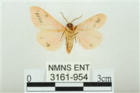 三條橙燈蛾藏品圖，第2張