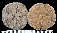 扁平蛛網海膽藏品圖，第1張