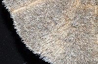 扁平蛛網海膽藏品圖，第4張