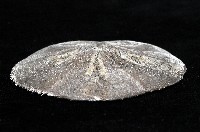 扁平蛛網海膽藏品圖，第7張