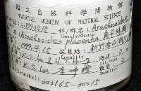 扁平蛛網海膽藏品圖，第8張