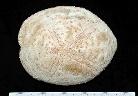 大脆心形海膽藏品圖，第1張