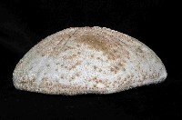 大脆心形海膽藏品圖，第2張