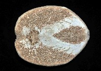 大脆心形海膽藏品圖，第4張
