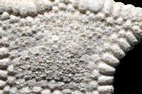麵包海星(饅頭海星)藏品圖，第2張