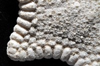 麵包海星(饅頭海星)藏品圖，第3張