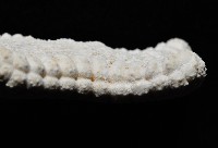 麵包海星(饅頭海星)藏品圖，第4張