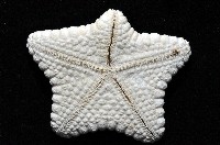 麵包海星(饅頭海星)藏品圖，第5張