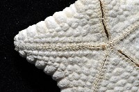 麵包海星(饅頭海星)藏品圖，第6張