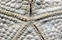 麵包海星(饅頭海星)藏品圖，第8張