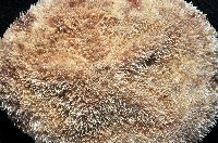網楯海膽藏品圖，第2張