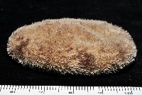 網楯海膽藏品圖，第3張