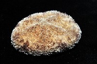 網楯海膽藏品圖，第4張