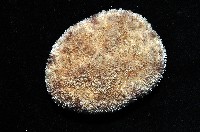 網楯海膽藏品圖，第5張