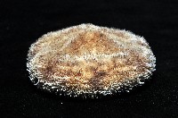 網楯海膽藏品圖，第6張