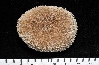 網楯海膽藏品圖，第7張