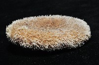 網楯海膽藏品圖，第8張