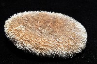 網楯海膽藏品圖，第9張