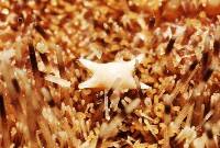 網楯海膽藏品圖，第11張