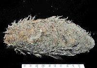 海鼠鱗沙蠶藏品圖，第1張