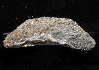 海鼠鱗沙蠶藏品圖，第3張