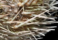 武裝月神海膽藏品圖，第2張