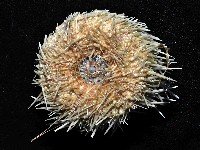 武裝月神海膽藏品圖，第3張